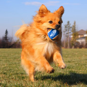 Hundespielzeug Nerf Dog Small Tennis Balls 3 pcs
