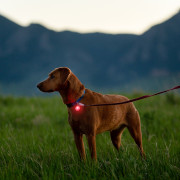 Hundelicht Nite Ize Spotlit Rechargeable Collar Light - Disc-O Tech