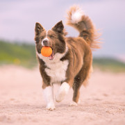 Hundespielzeug Explorer Dog AirBall Tips 8 cm