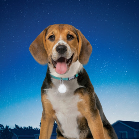 Leuchtendes Hundehalsband Nite Ize SpotLit Collar Light