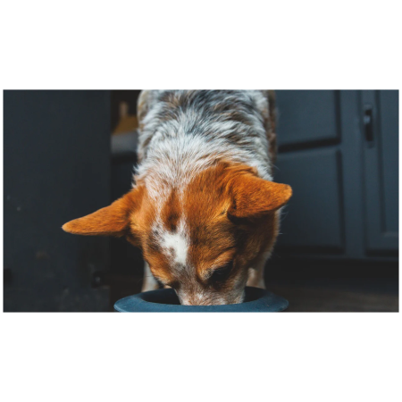 Hundenapf Ruffwear Basecamp™ Anti-Splash Insert
