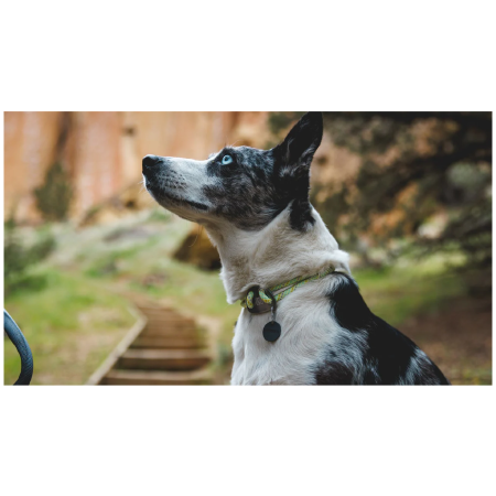 Hundehalsband Ruffwear Knot-a-Collar™