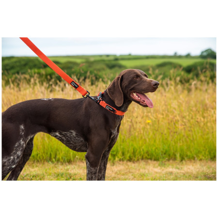Hundehalsband Mountain Paws Extra Tough Dog Collar