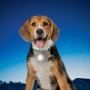 Leuchtendes Hundehalsband Nite Ize SpotLit Collar Light
