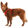 Hundegeschirr Ruffwear Front Range® Harness