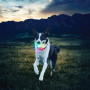 Hundespielzeug Nite Ize Glowstreak LED Ball