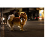 Hundegeschirr Curli Glow Reflective