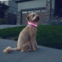 Leuchtendes Hundehalsband Nite Ize NiteHowl® Rechargeable LED Safety Necklace