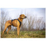 Hundeleine Curli Ultra Strong Pocket Leash
