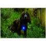 Hundelicht Mountain Paws Dog safety light 2-Pack